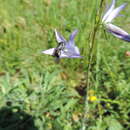 Image of Lasioglossum costulatum (Kriechbaumer 1873)