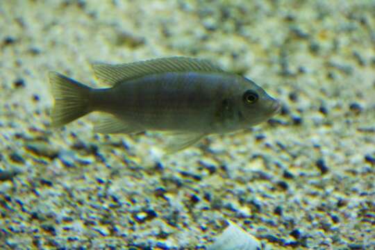 صورة Pseudotropheus elongatus Fryer 1956