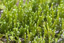 Image of common hook-moss