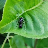 Image of Polyrhachis rastellata (Latreille 1802)