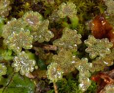 Image of common liverwort