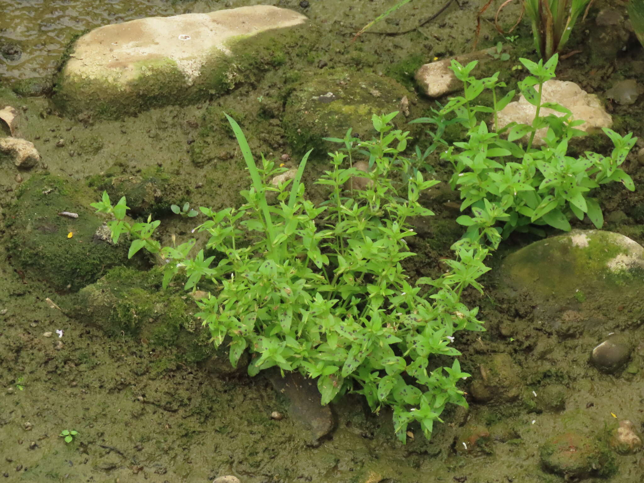 Image of Prostrate False Pimpernel