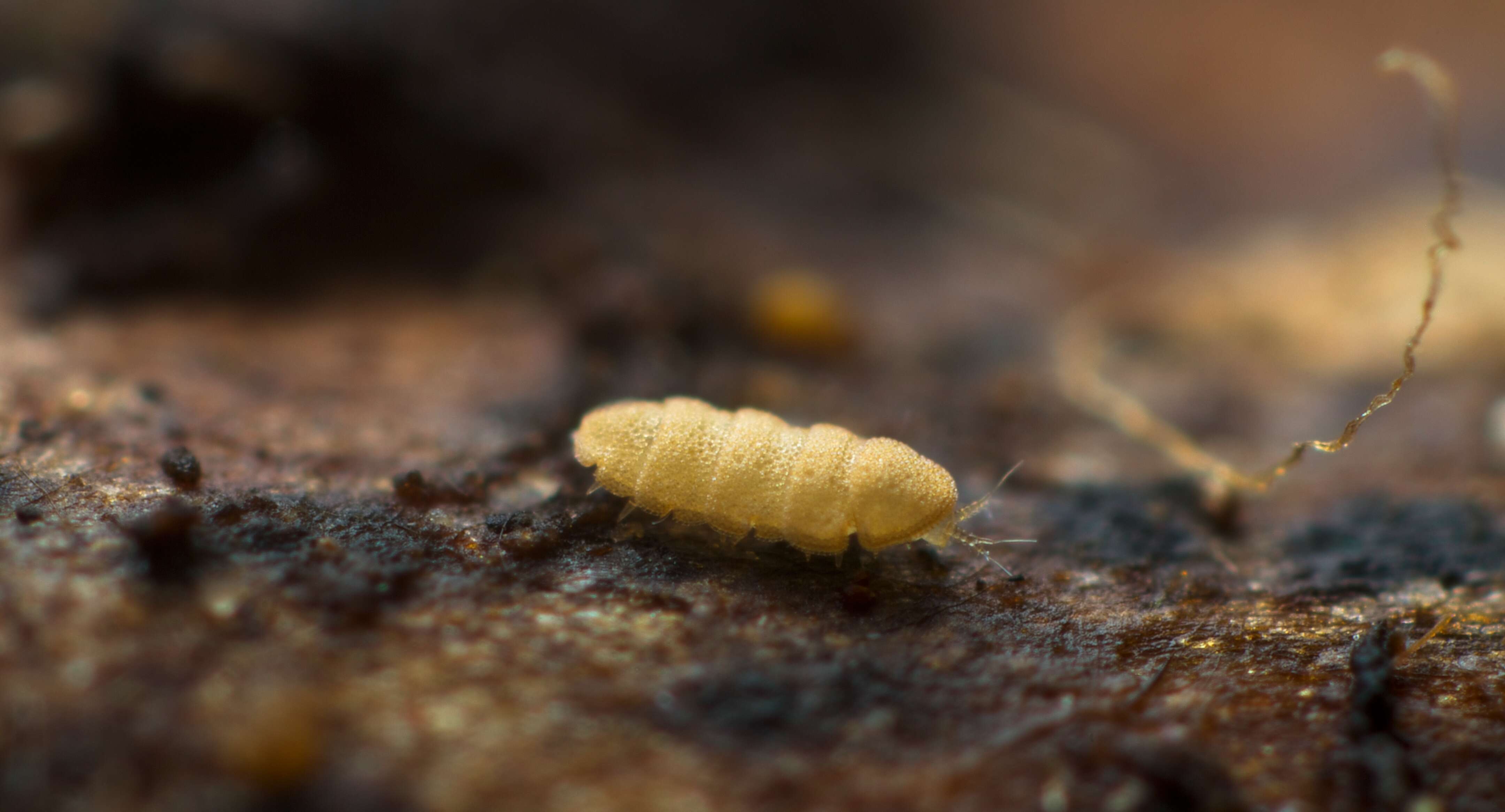 Imagem de Eurypauropodidae