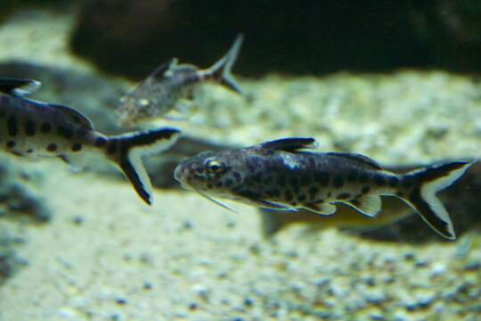 Слика од Synodontis petricola Matthes 1959