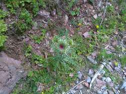 Image of Musk Thistle