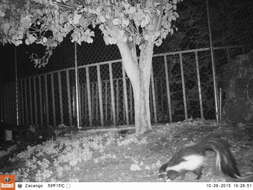 Image of Hooded Skunk