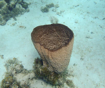 Image of bell sponge