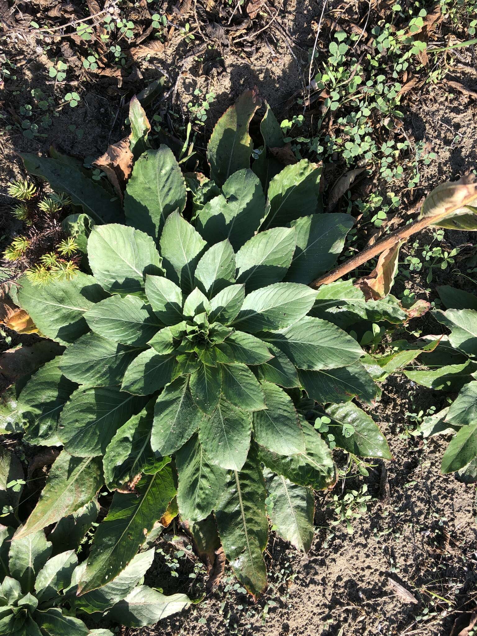 Oenothera stucchii Soldano resmi