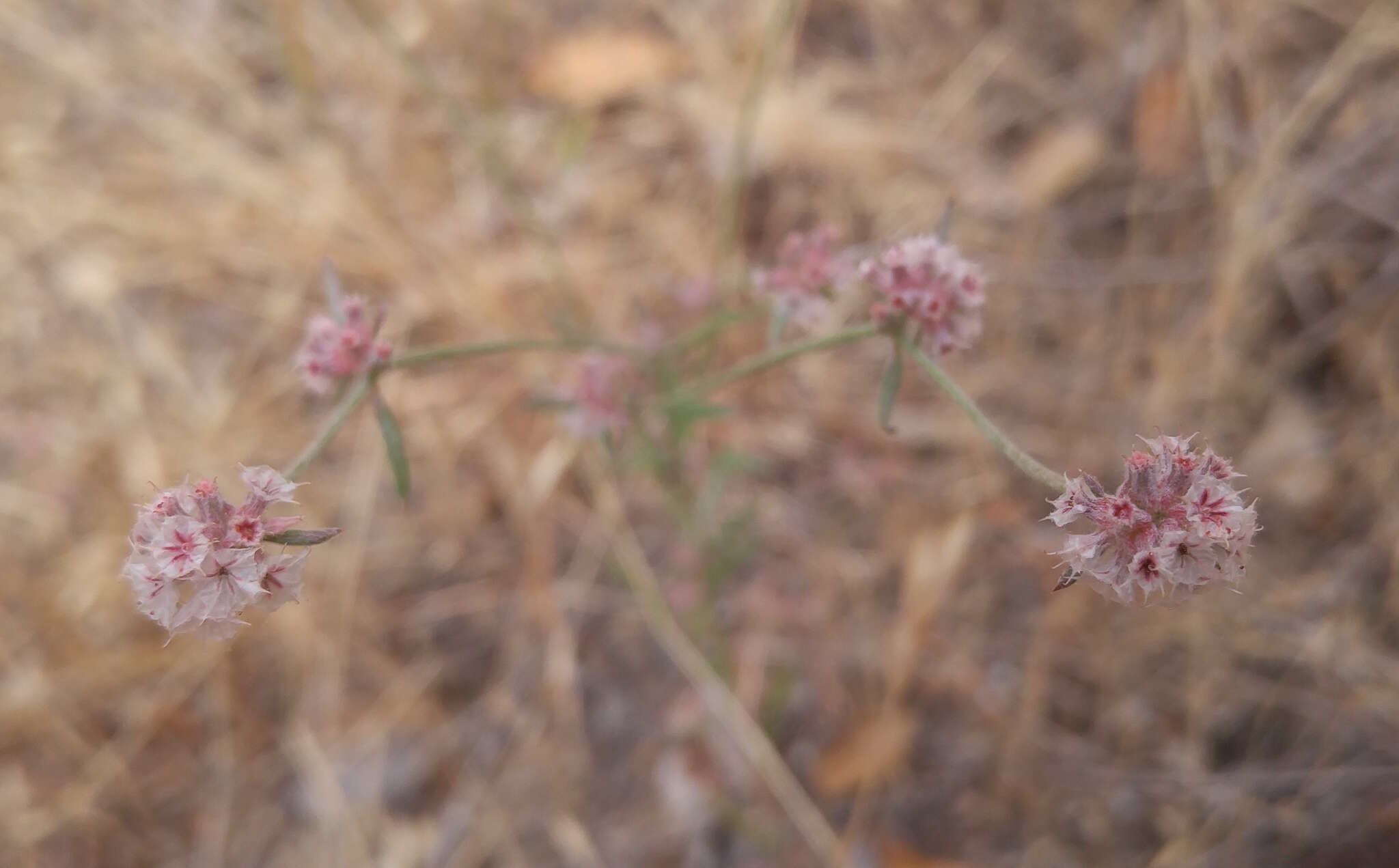 Image of pink spineflower