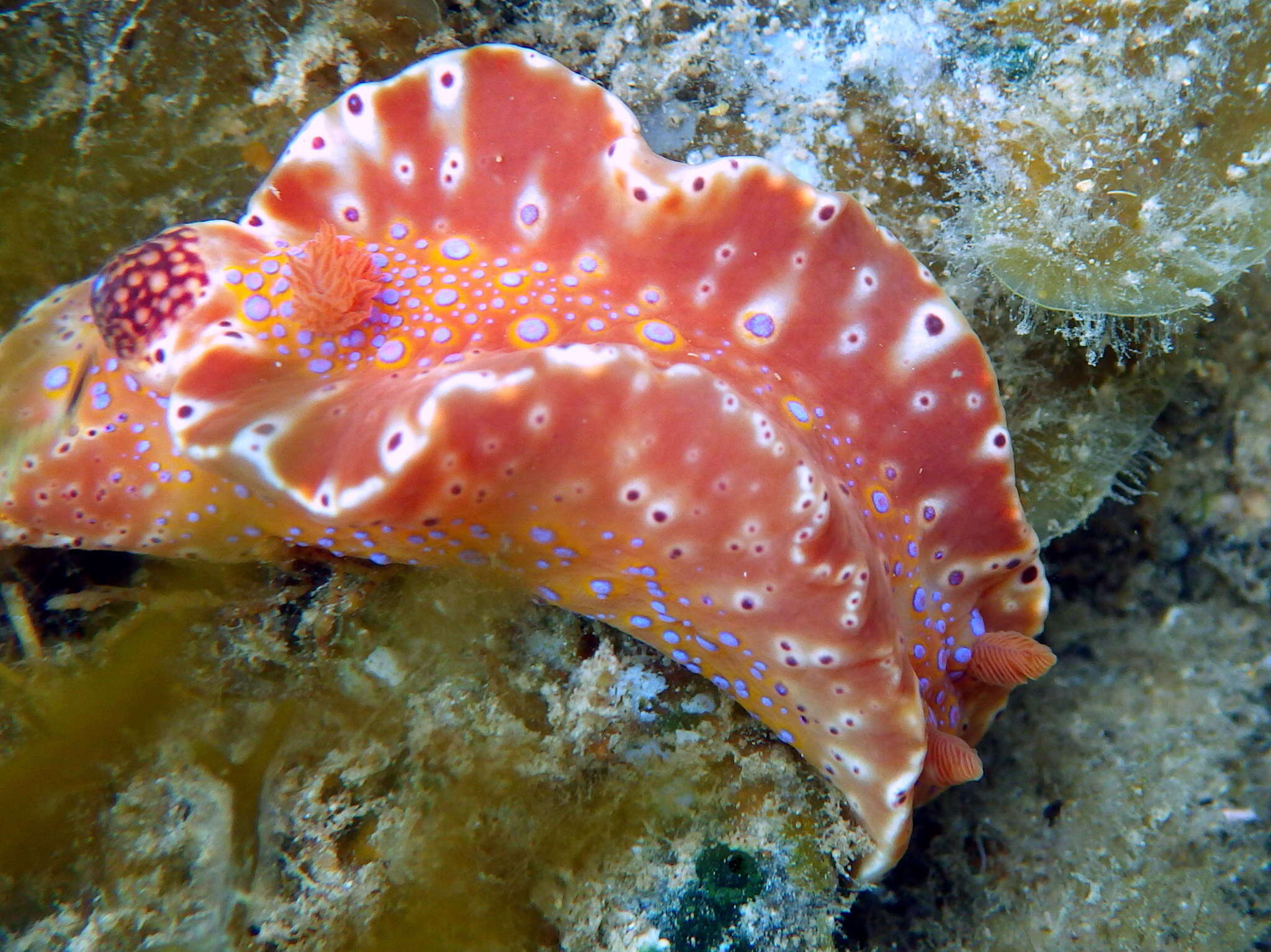 Imagem de Ceratosoma brevicaudatum Abraham 1876