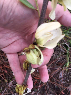 Image of netted pawpaw