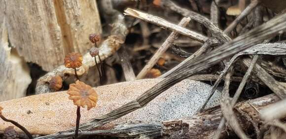 Image of Cryptomarasmius corbariensis (Roum.) T. S. Jenkinson & Desjardin 2014