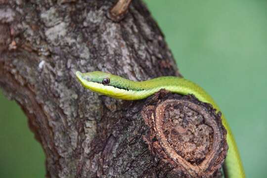 Image of Baron's Green Racer