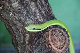 Image of Baron's Green Racer