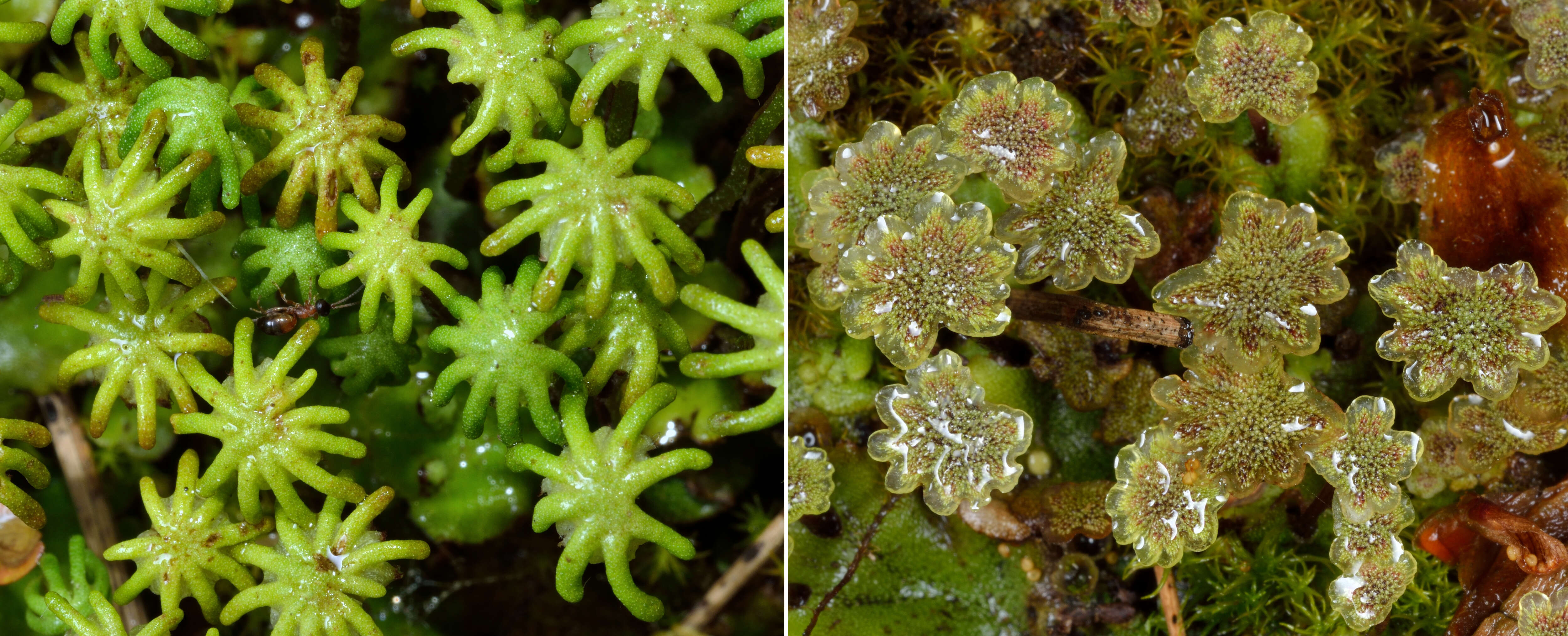 Image of common liverwort