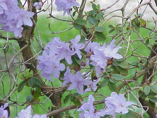 Image de Rhododendron impeditum I. B. Balf. & W. W. Smith