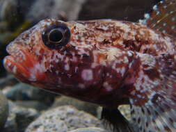 Image of Red-mouthed Goby