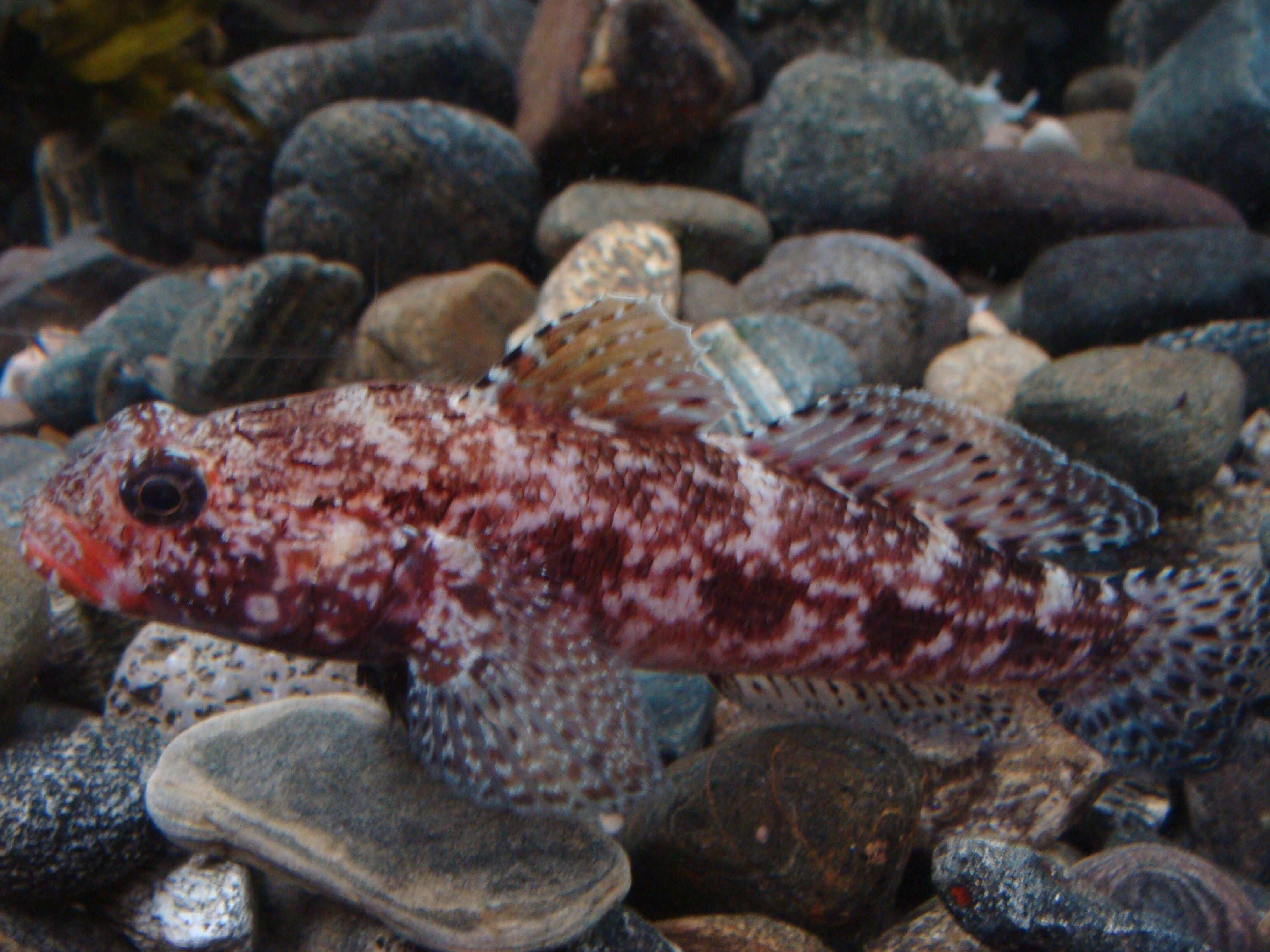 Image of Red-mouthed Goby