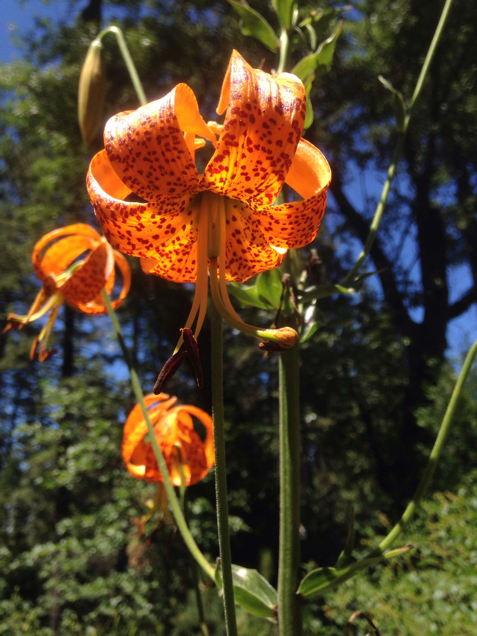 Lilium humboldtii W. Bull resmi