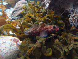 Image of Red-mouthed Goby