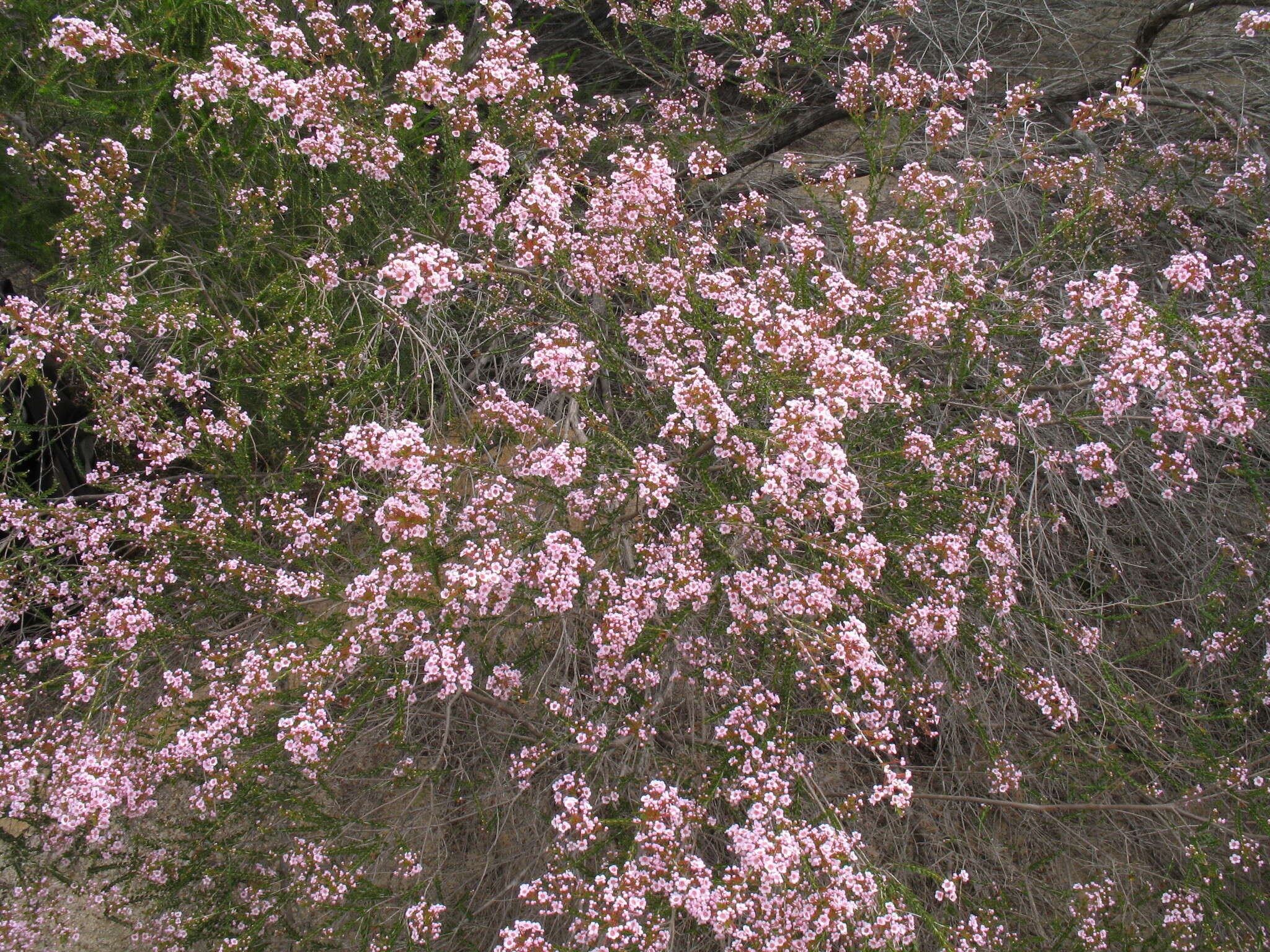 Image of Scholtzia laxiflora Benth.