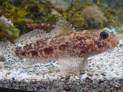 Image of Red-mouthed Goby