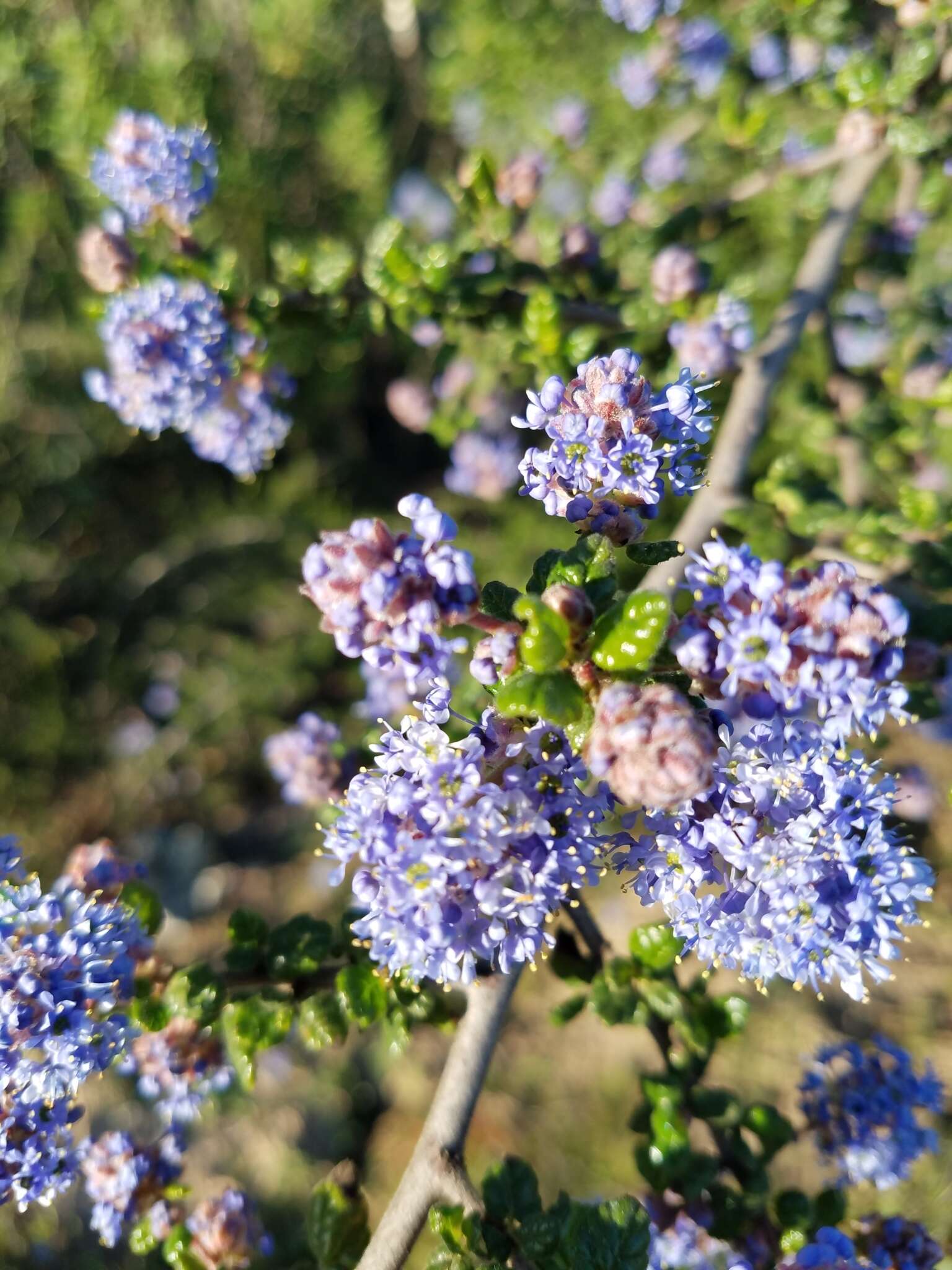 Image of Santa Barbara ceanothus