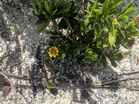 Image of Tree Oxeye