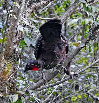 Image of Red-faced Guan