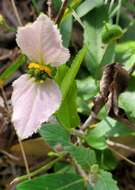 Image of Dalechampia francisceana Baill.