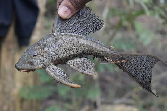 Hypostomus wilsoni (Eigenmann 1918)的圖片