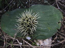 Image of Massonia pustulata Jacq.