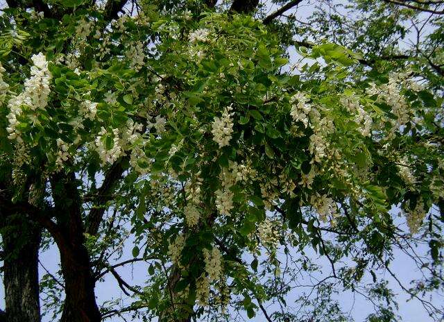 Image of black locust