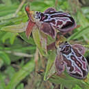 Image de Ophrys cretica subsp. ariadnae (Paulus) H. Kretzschmar