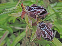 Image of Ophrys cretica subsp. ariadnae (Paulus) H. Kretzschmar