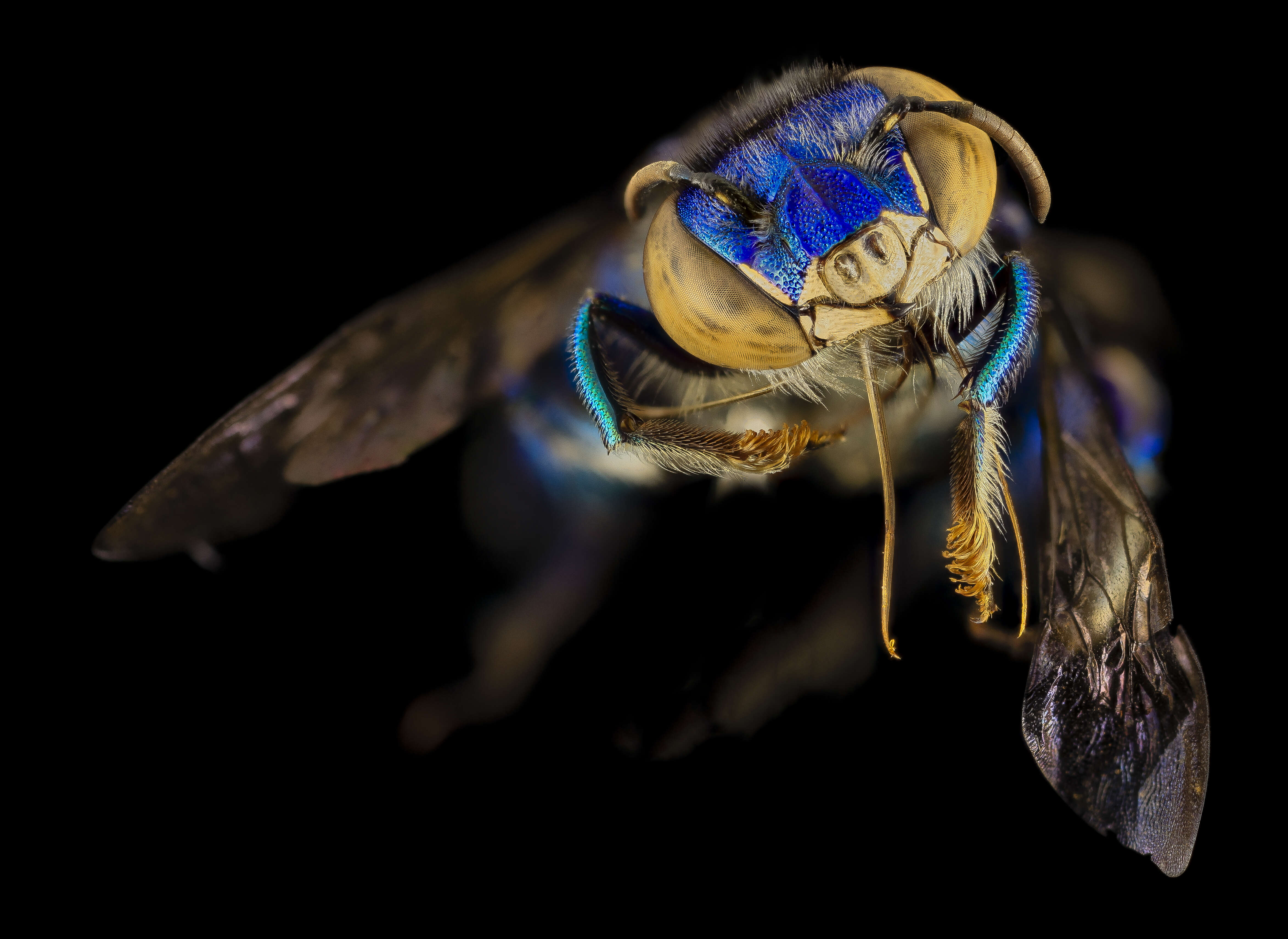 Image of orchid bee