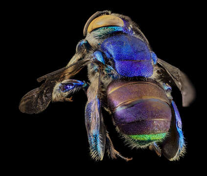 Image of orchid bee