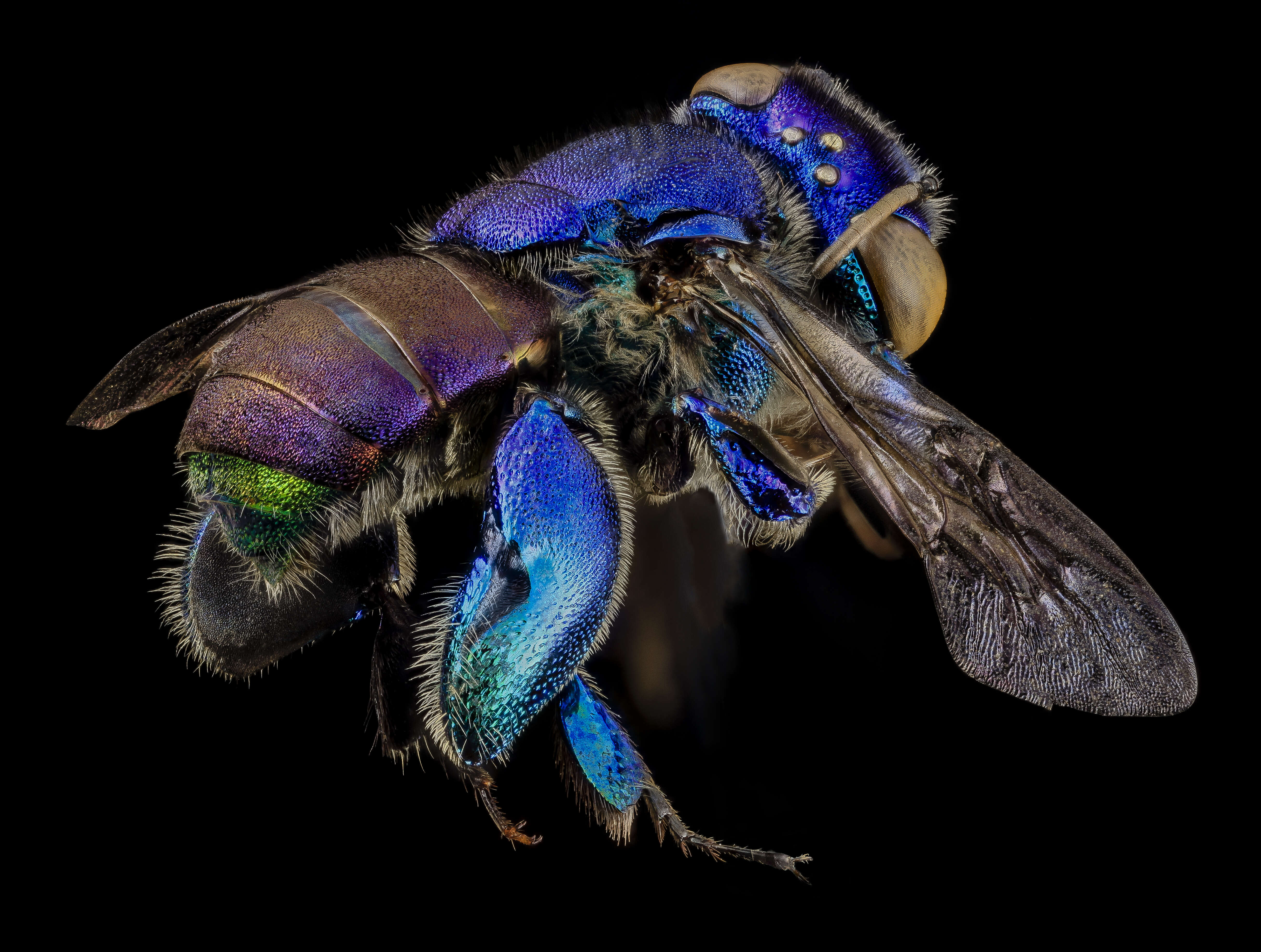 Image of orchid bee