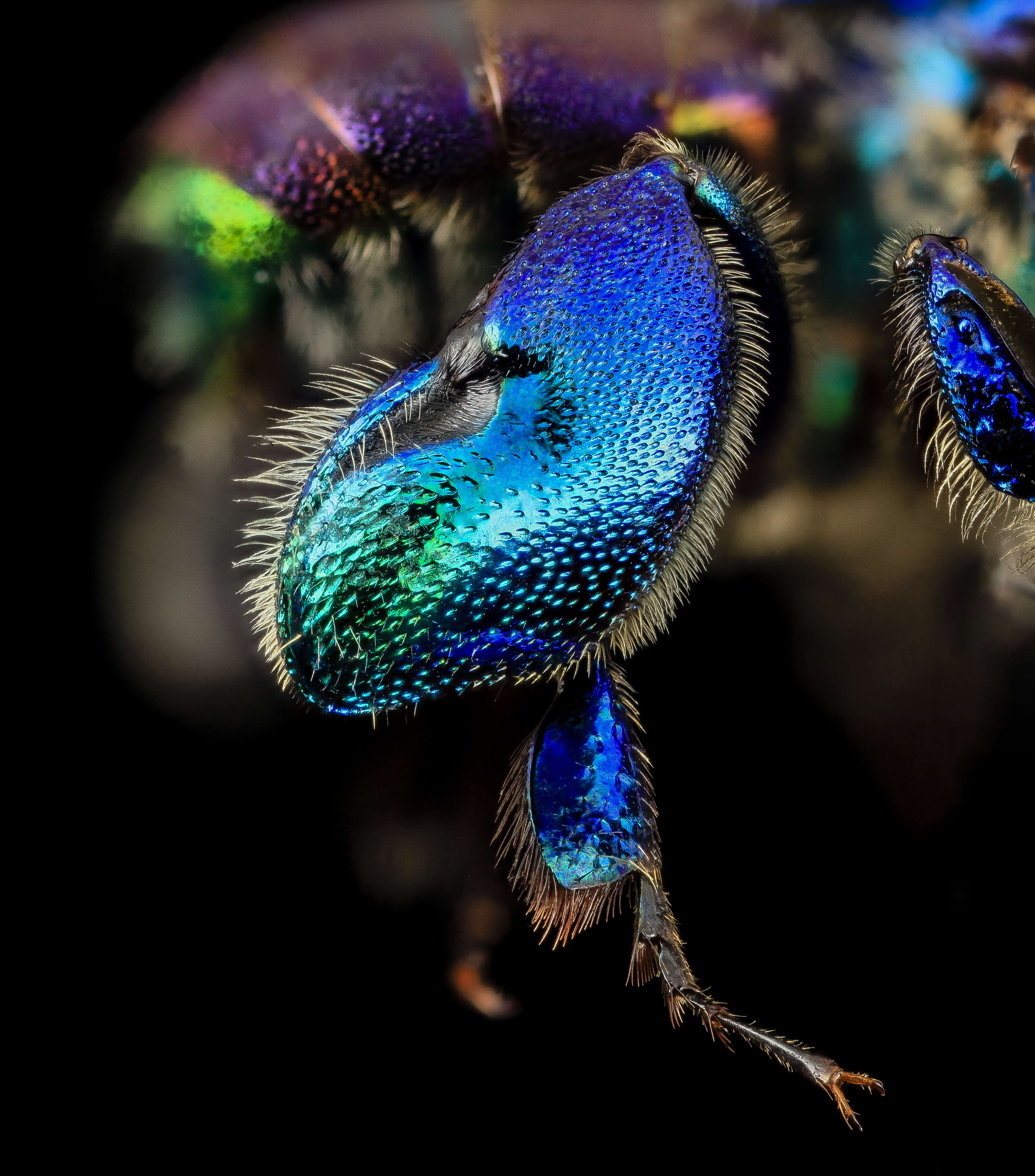 Image of orchid bee