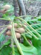 Image of Terminalia crenata Tul.