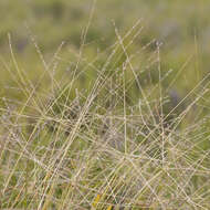 Image of Crabgrass