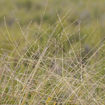 Image of Crabgrass