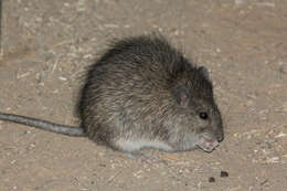 Image of Australian Long-haired Rat