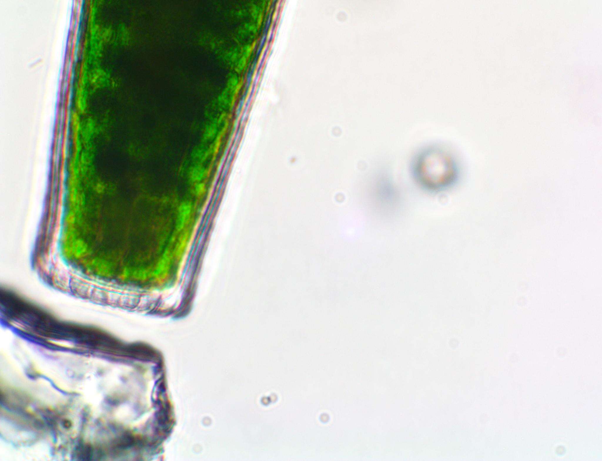 Слика од Pleurotaenium coronatum (Brébisson ex Ralfs) Rabenhorst 1868