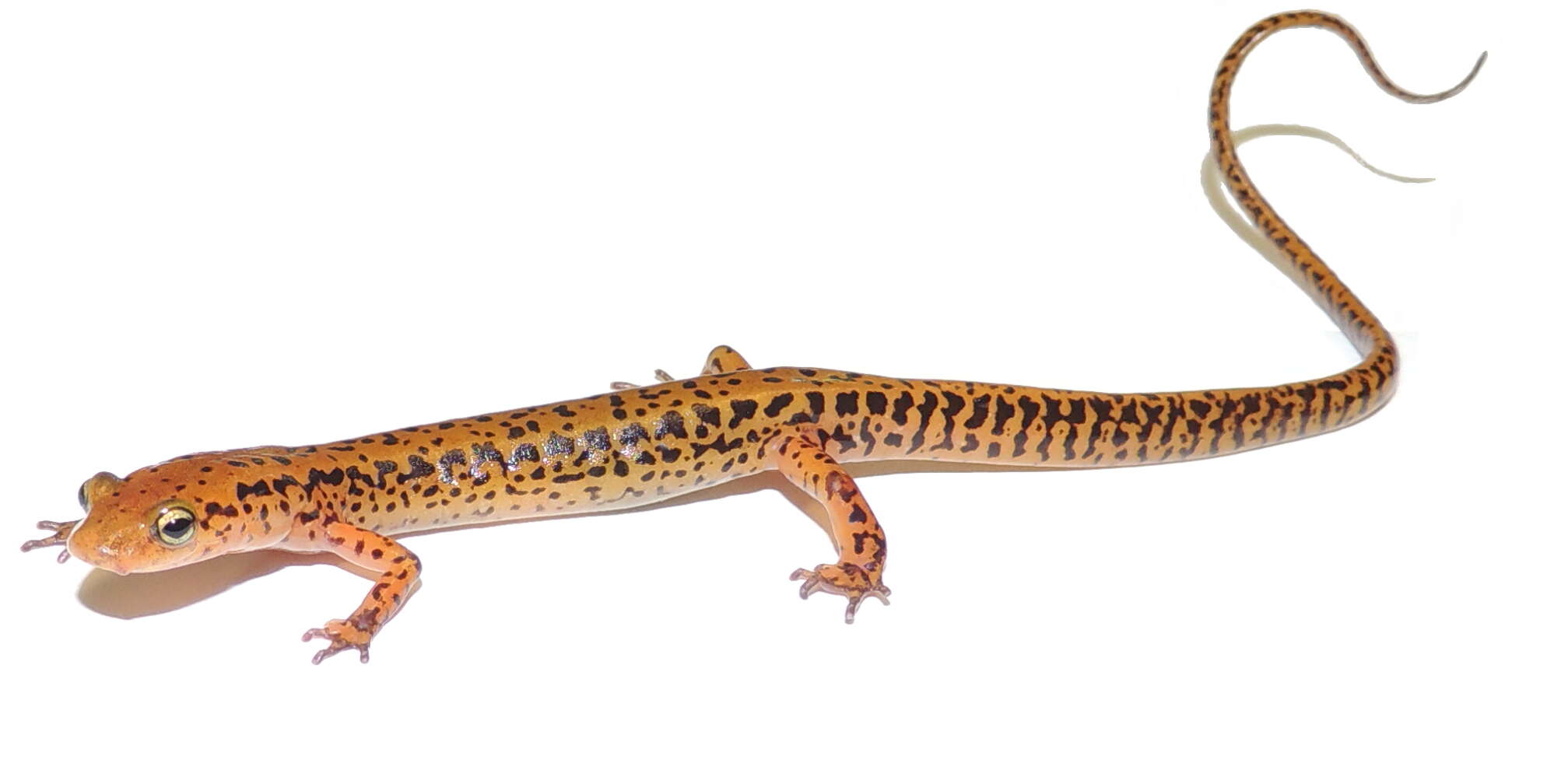 Image of Longtail Salamander