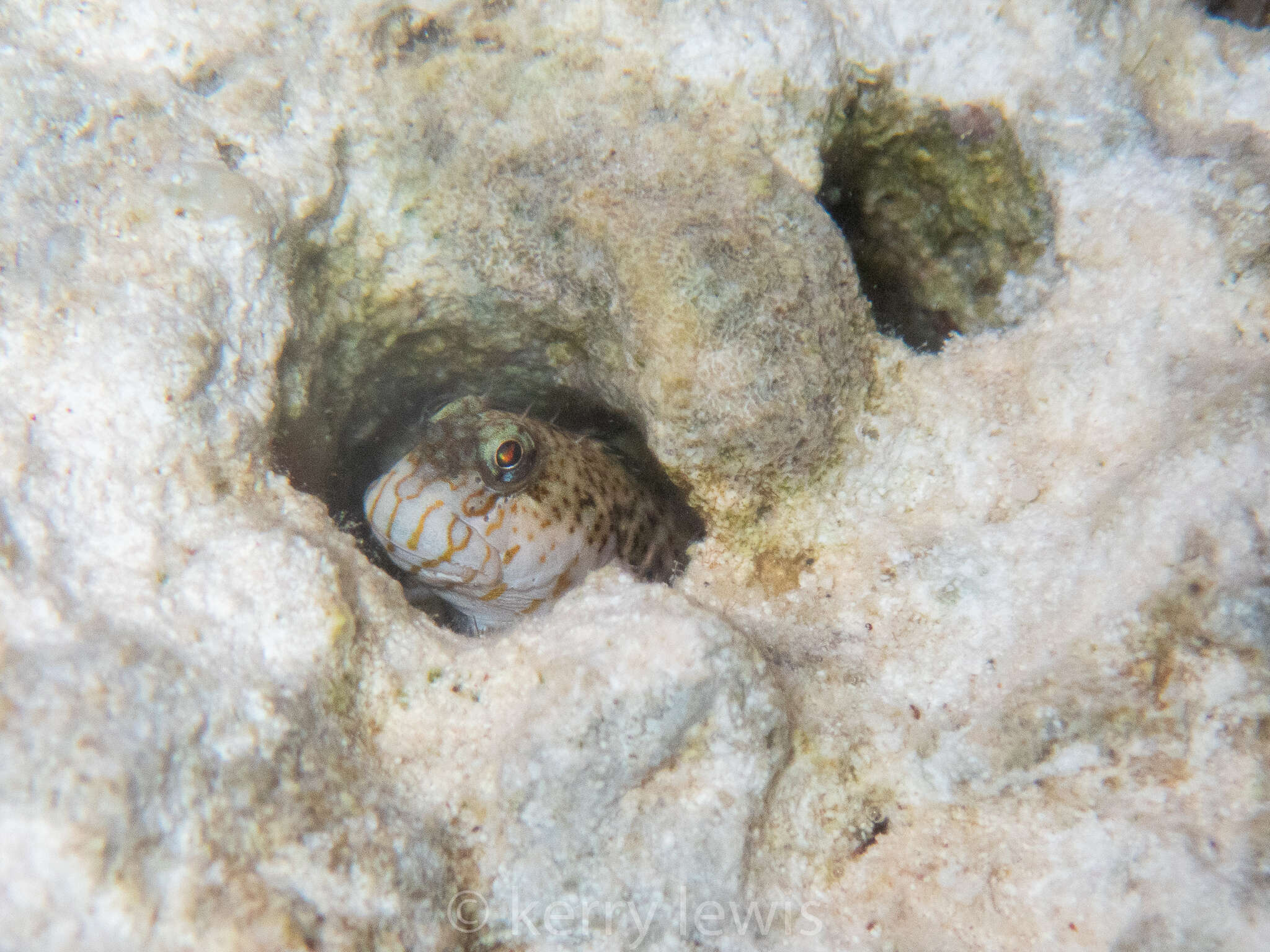 Image of Pearl Blenny