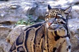 Image of clouded leopard