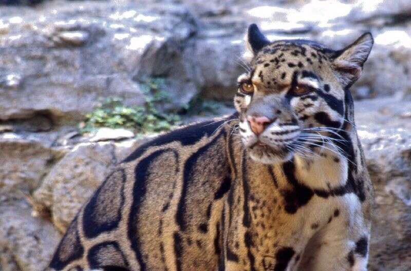 Image of clouded leopard