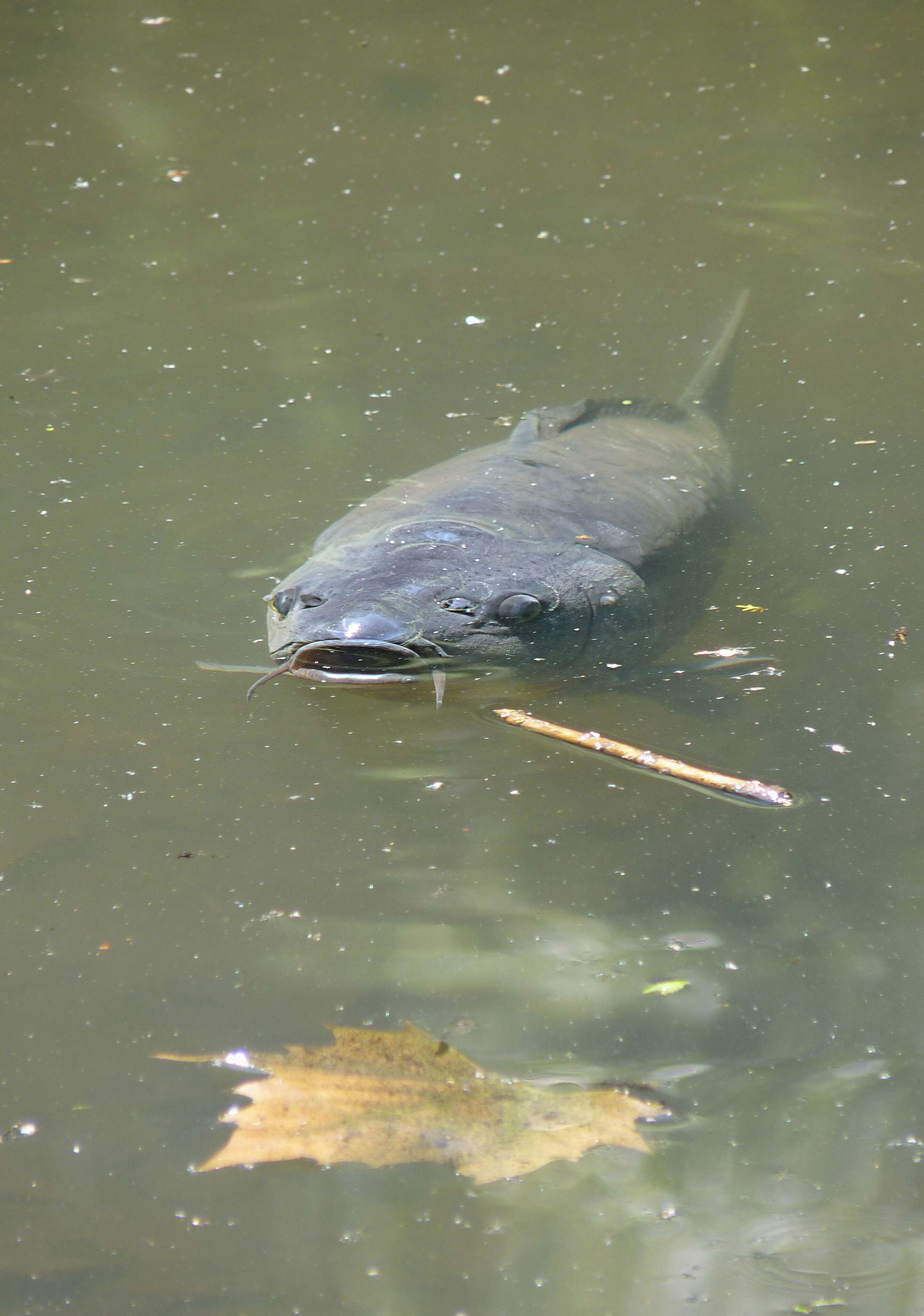 Image of common carp, carp