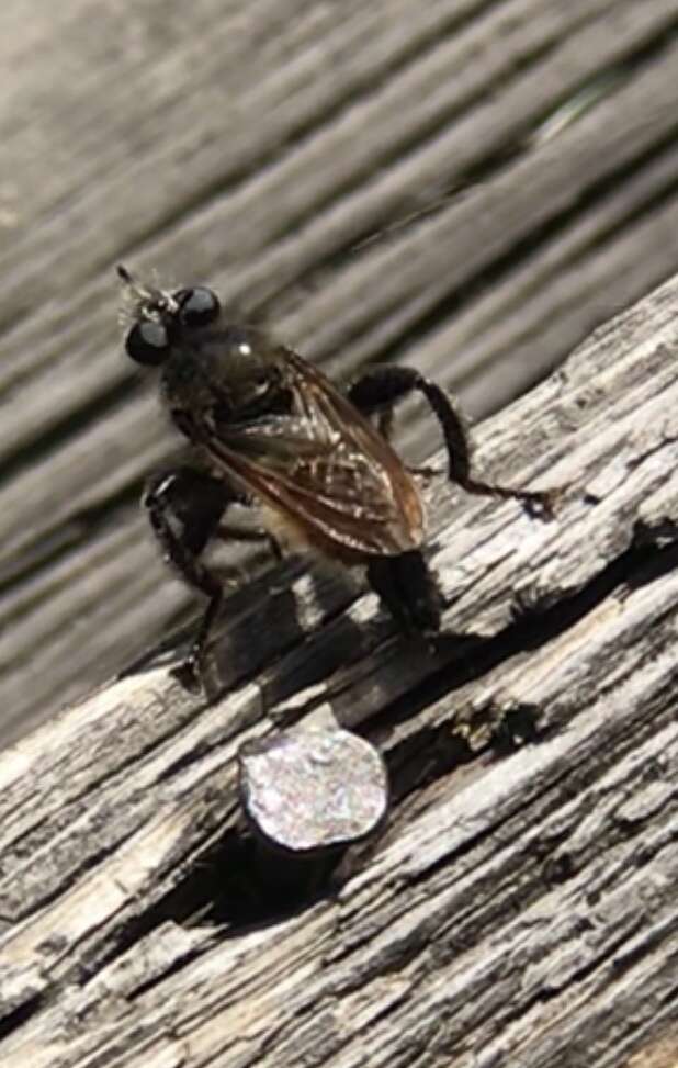 Image of Laphria flava (Linnaeus 1761)